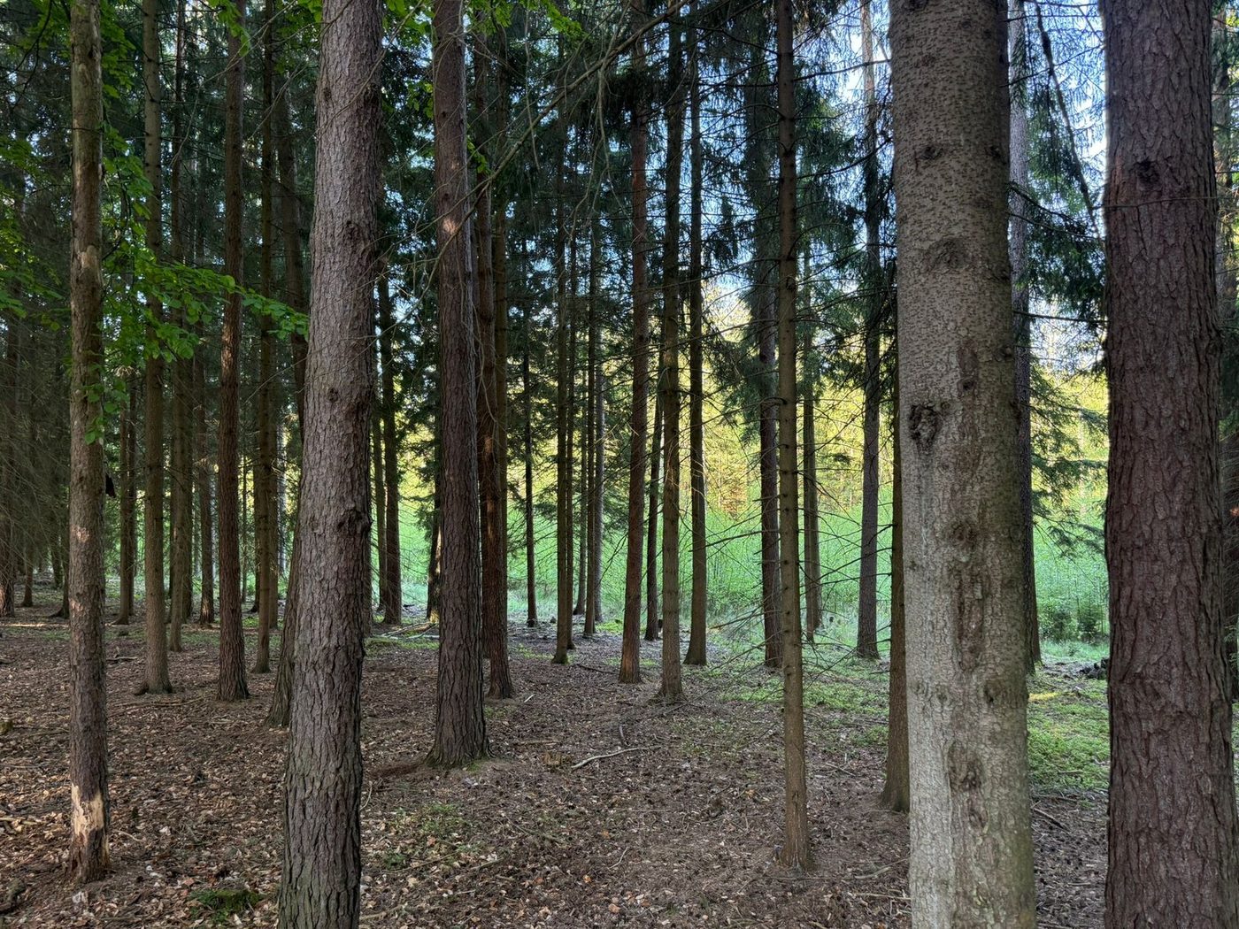 Smrkový les na Vysočině